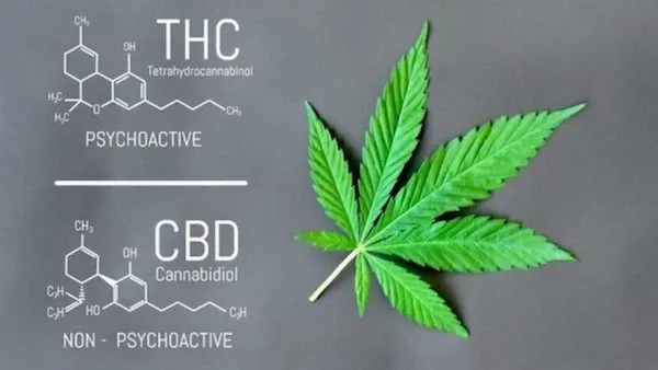CBD vs Marijuana vs THC!