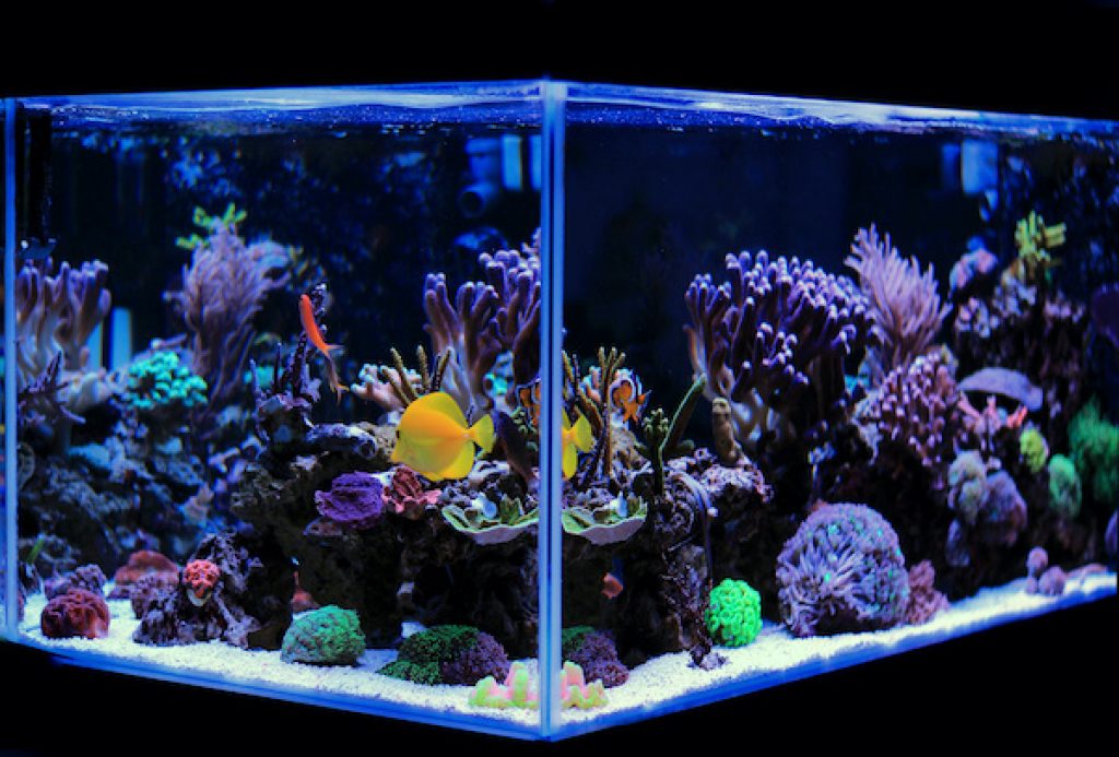 Best Saltwater Fish Tank For Beginners Fish saltwater tanks
