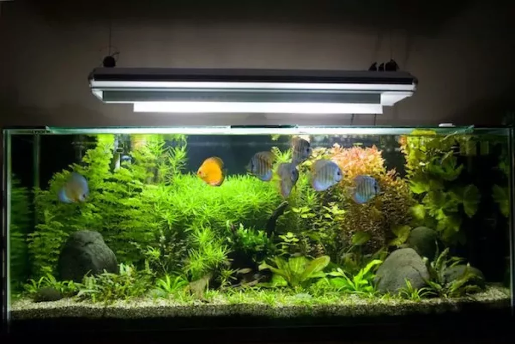 how to keep live plants in an aquarium