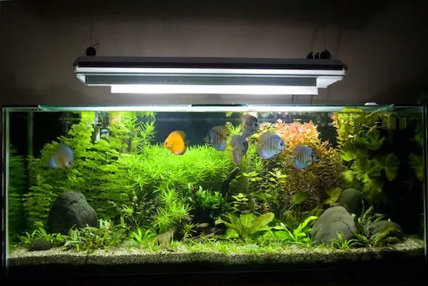 how to keep live plants in an aquarium