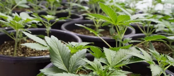 autoflowering marijuana seeds