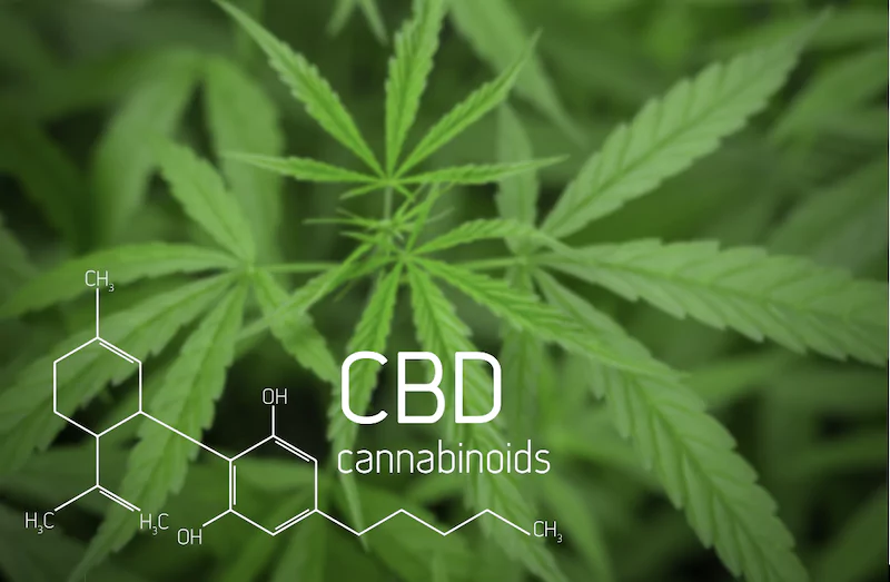 how do cannabinoid receptors work